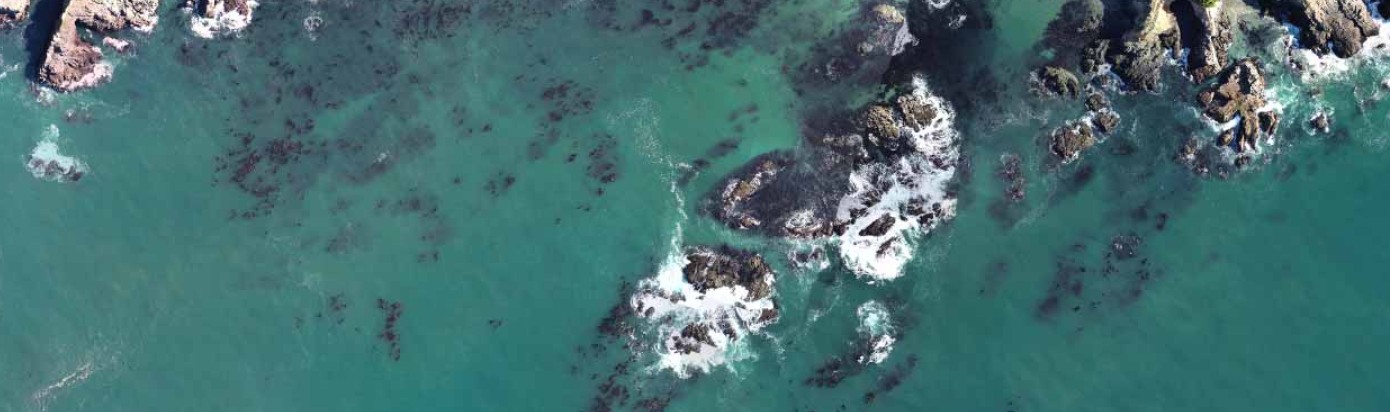Aerial view of a kelp forest along the California coast
