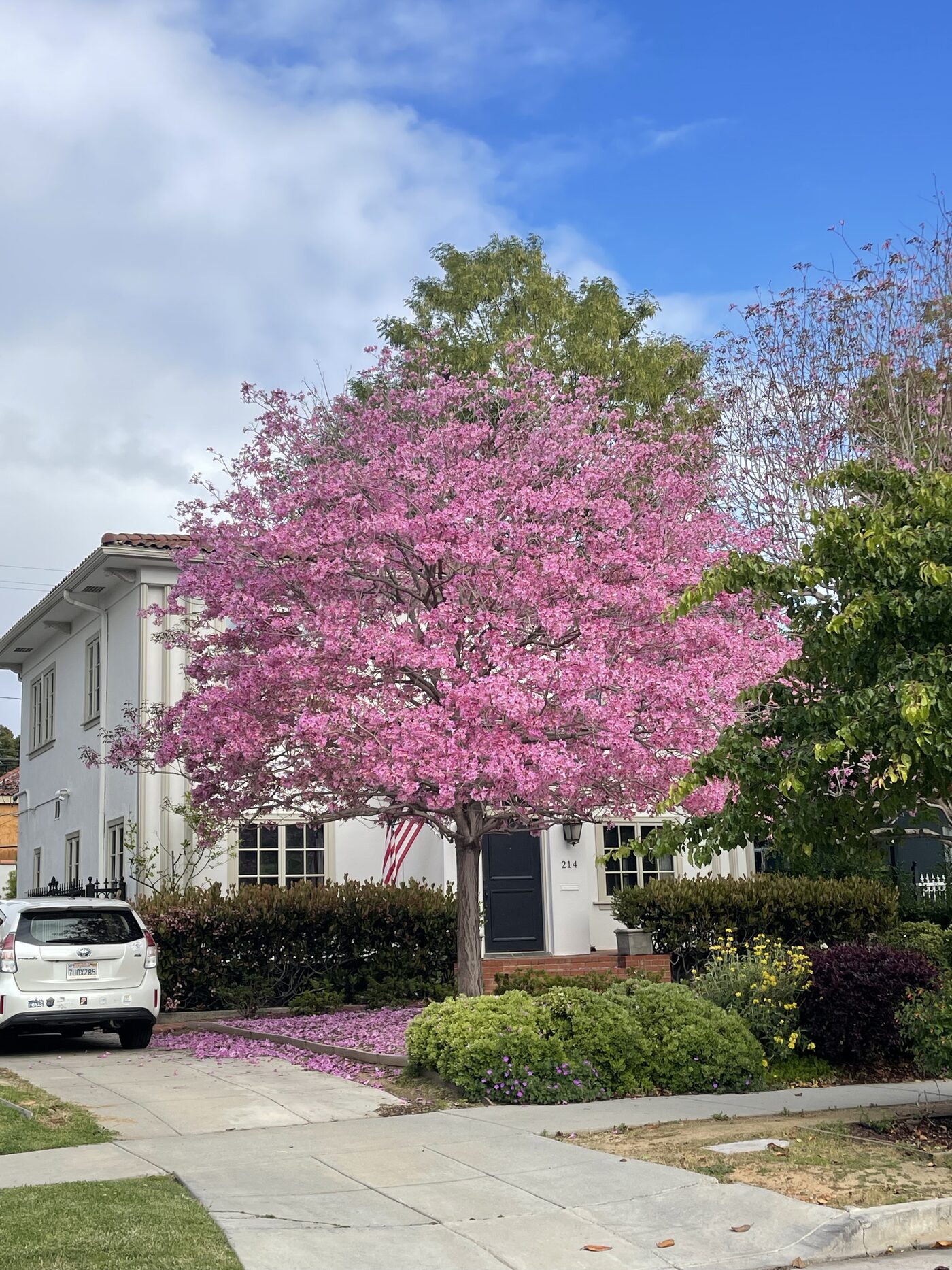 A flowering street tree in Los Angeles